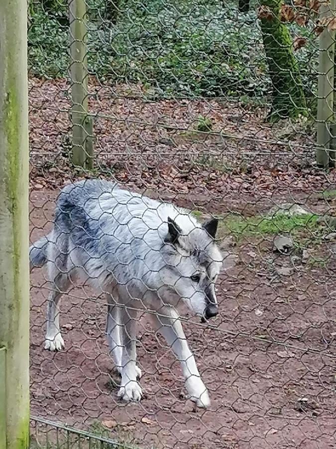 Ferienwohnung Am Wolfsweg Merzig Esterno foto